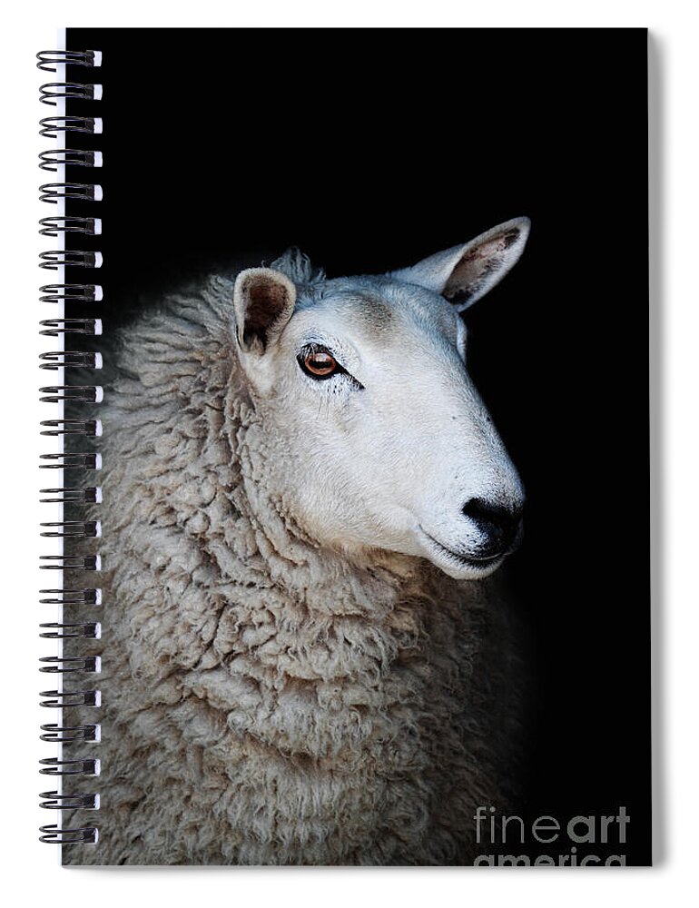 Profile Spiral Notebook featuring the photograph Sheep #1 by Stephanie Frey