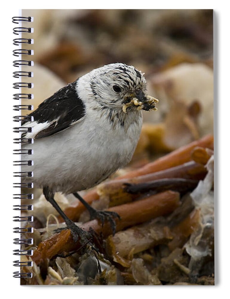 Arctic Spiral Notebook featuring the photograph Snow Bunting #2 by John Shaw