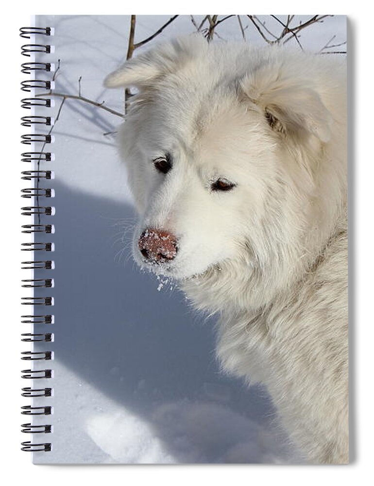 Dog Spiral Notebook featuring the photograph Snowy Nose #2 by Fiona Kennard