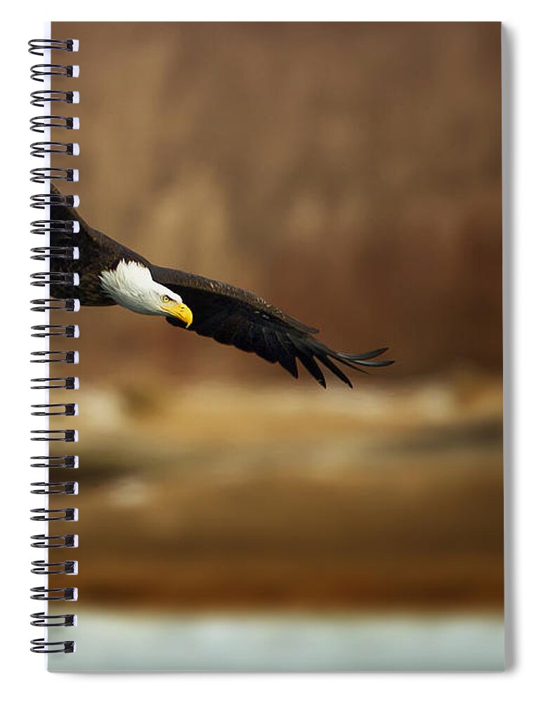Bald Spiral Notebook featuring the photograph Soaring Bald Eagle #1 by Al Mueller