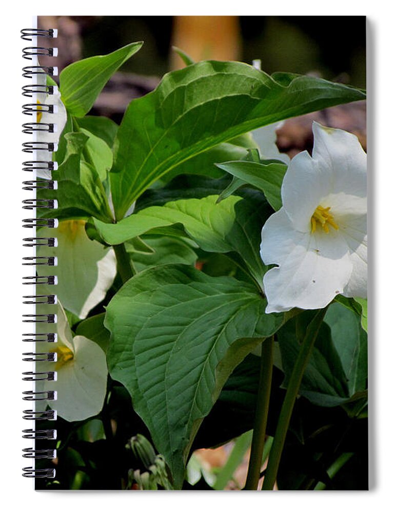 Trillium Spiral Notebook featuring the photograph Springtime Trillium #2 by David T Wilkinson