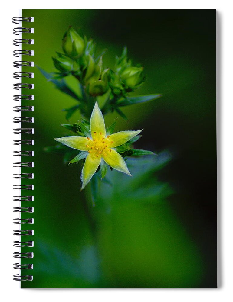 Flowers Spiral Notebook featuring the photograph StarFlower #2 by Ben Upham III