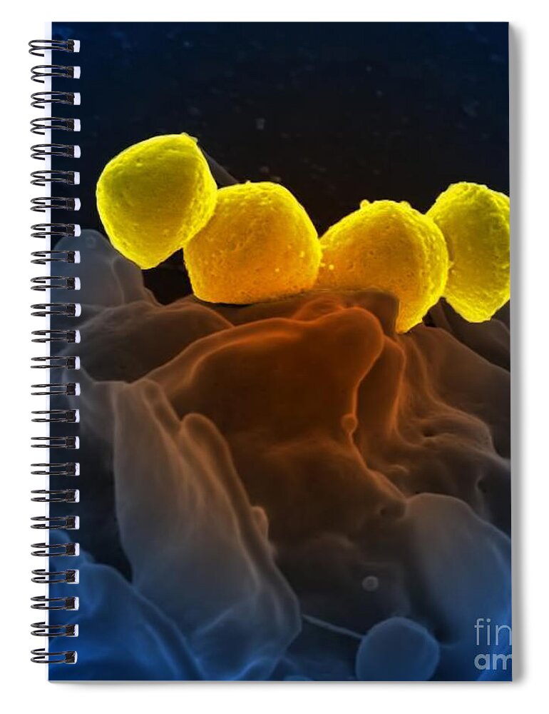 Microbiology Spiral Notebook featuring the photograph Streptococcus Pyogenes Bacteria Sem #3 by Science Source