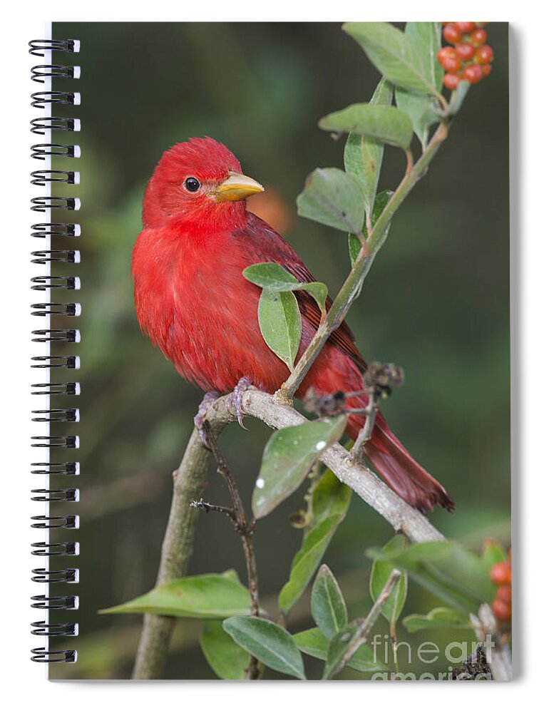 Summer Tanager Spiral Notebook featuring the photograph Summer Tanager #2 by Anthony Mercieca