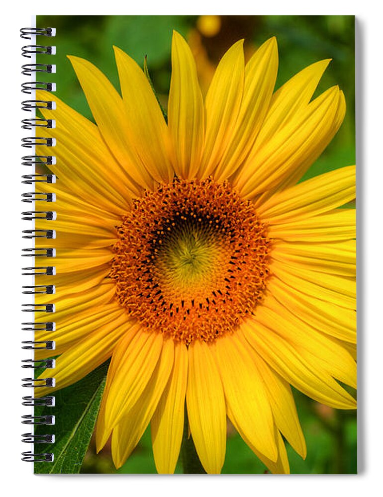Clear Spiral Notebook featuring the photograph Sunflower #2 by Mark Dodd