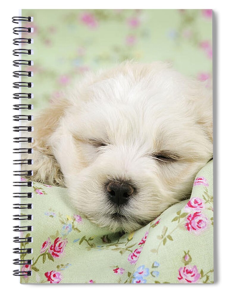 Dog Spiral Notebook featuring the photograph Teddy Bear Puppy Dog #2 by John Daniels