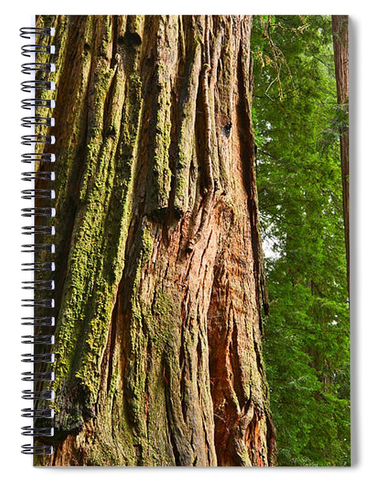 Redwoods Spiral Notebook featuring the photograph The beautiful and massive giant redwoods Sequoia sempervirens in Redwoods National Park. #2 by Jamie Pham