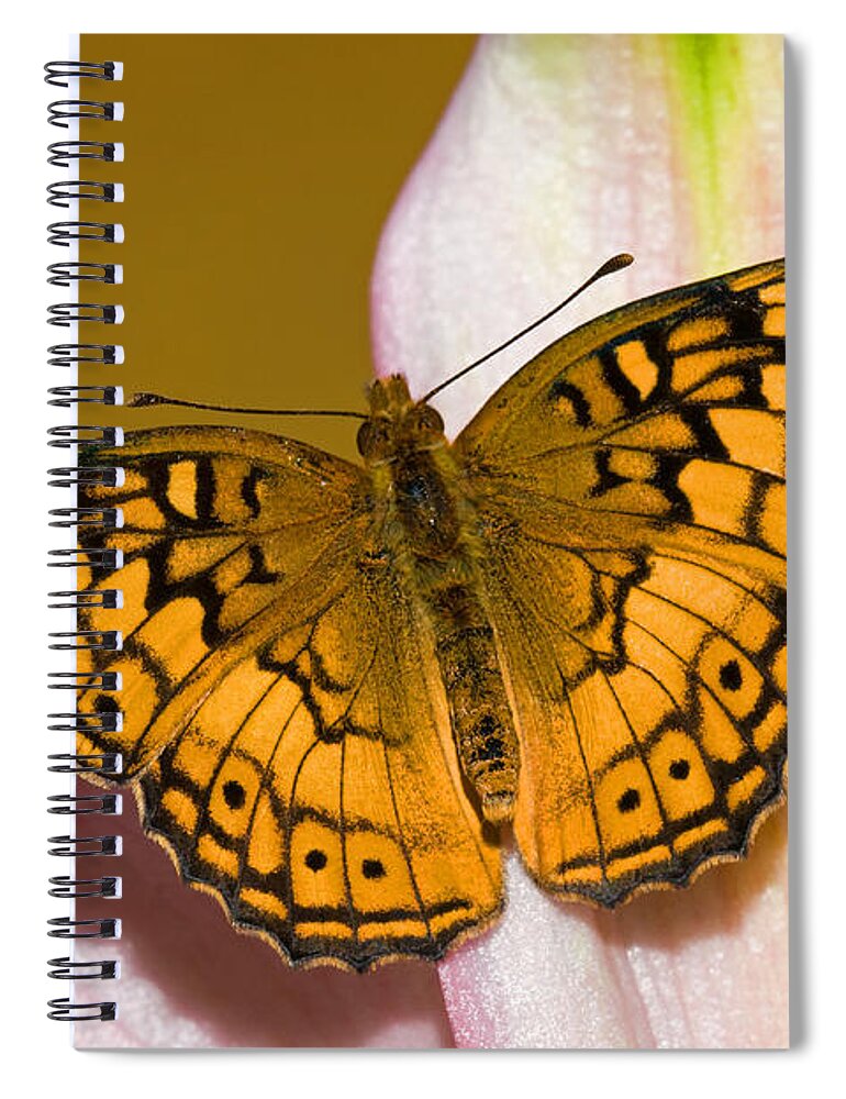 Variegated Fritillary Butterfly Spiral Notebook featuring the photograph Variegated Fritillary #2 by Millard H. Sharp