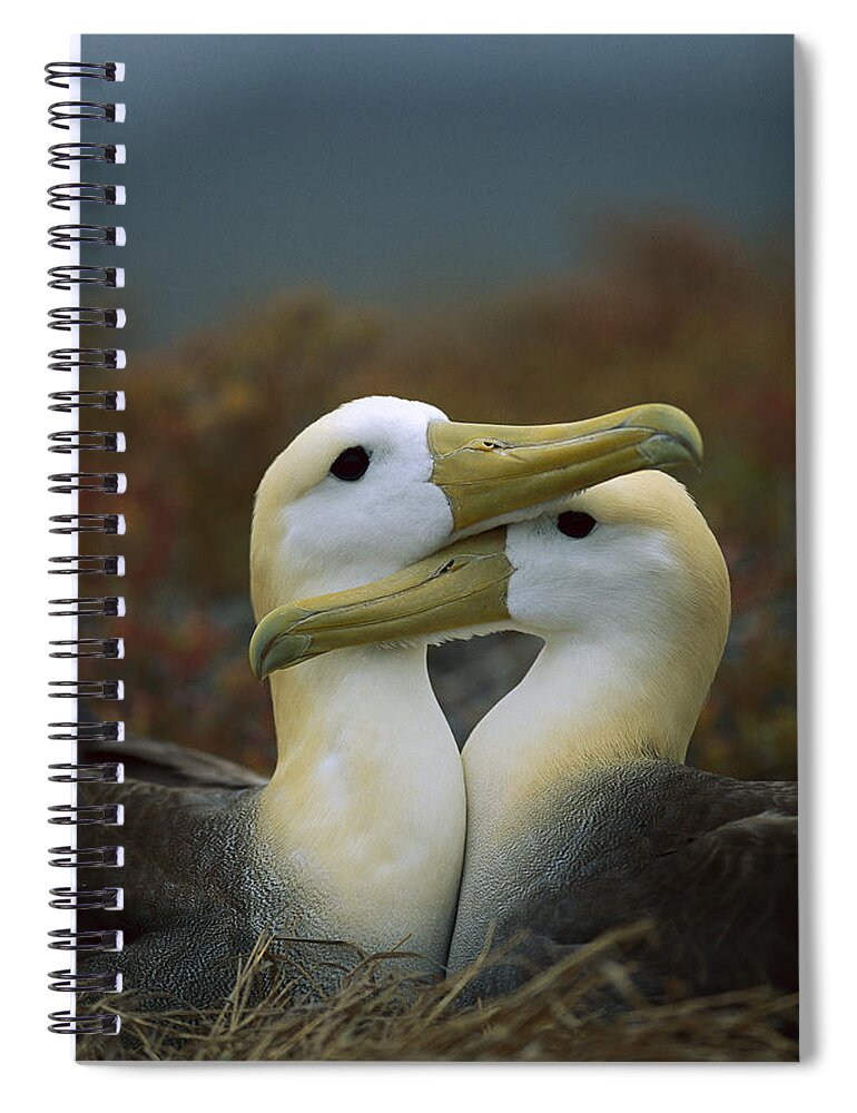 Feb0514 Spiral Notebook featuring the photograph Waved Albatross Pair Bonding Galapagos #2 by Tui De Roy