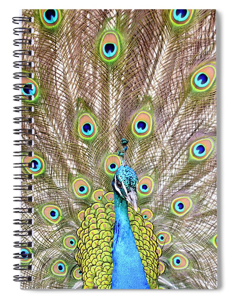 Male Peacock Spiral Notebook featuring the photograph Peacock by Crystal Wightman
