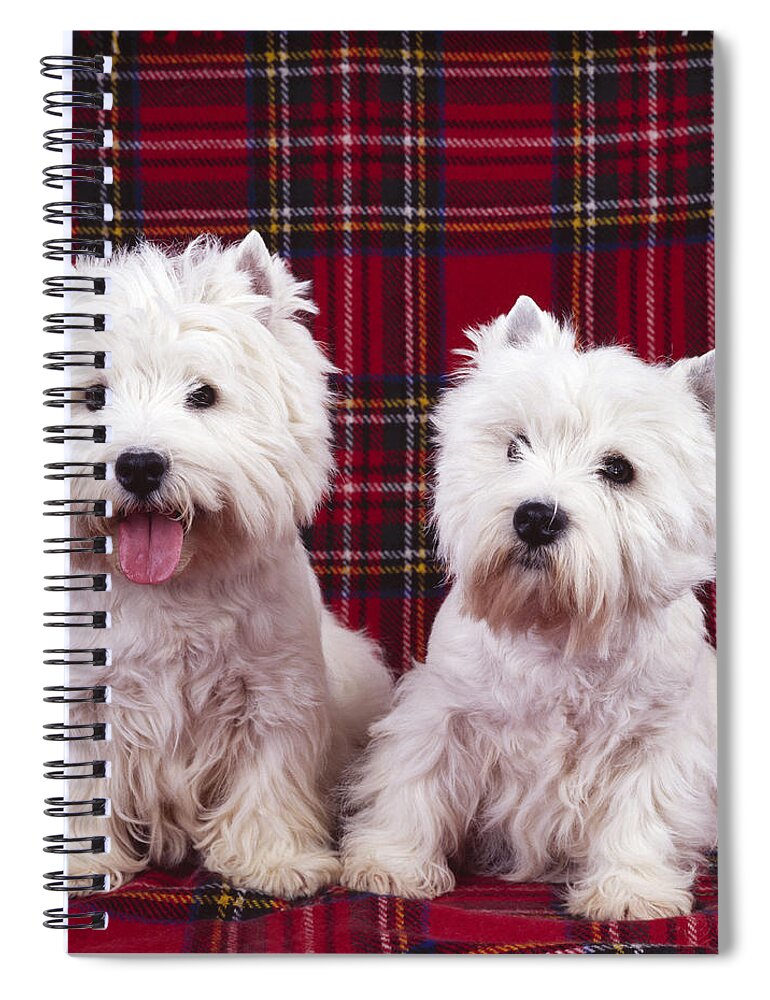 West Highland White Terrier Spiral Notebook featuring the photograph West Highland White Terriers #2 by John Daniels