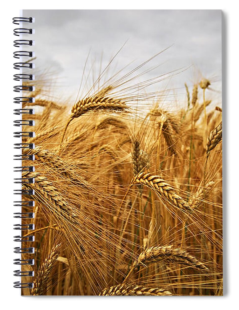 Wheat Spiral Notebook featuring the photograph Wheat by Elena Elisseeva