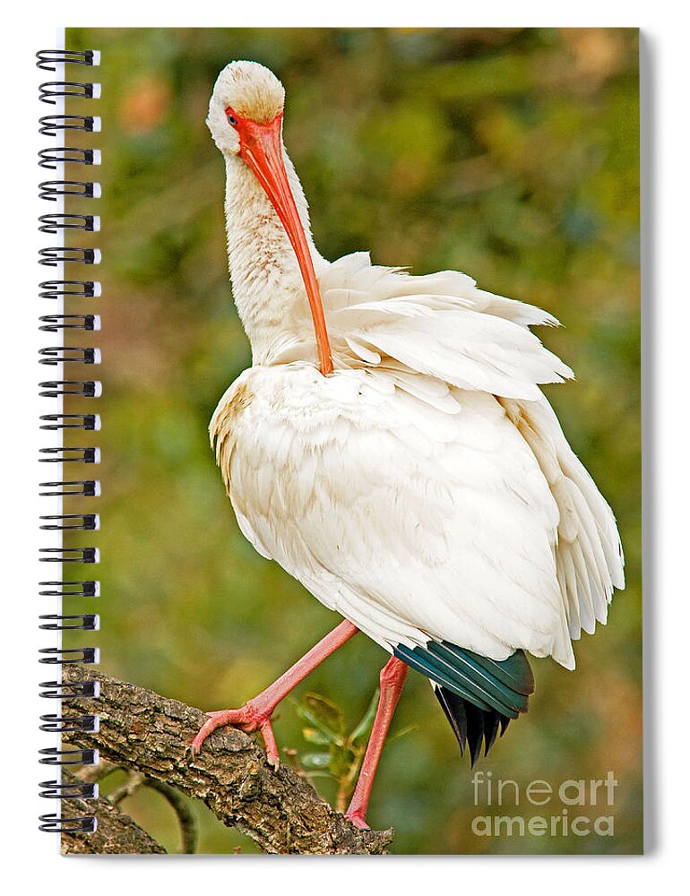 Nature Spiral Notebook featuring the photograph White Ibis #2 by Millard H. Sharp
