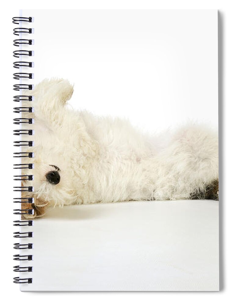 Dog Spiral Notebook featuring the photograph Wire Fox Terrier #2 by John Daniels