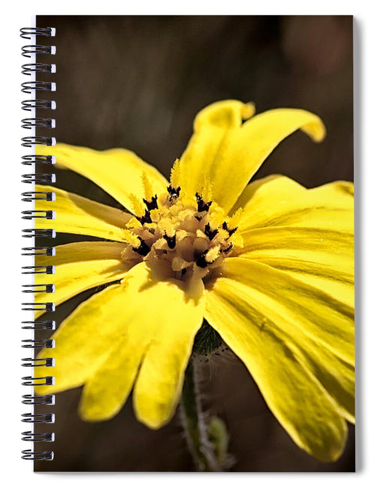 Flower Spiral Notebook featuring the photograph Yellow Flower #2 by Betty Depee