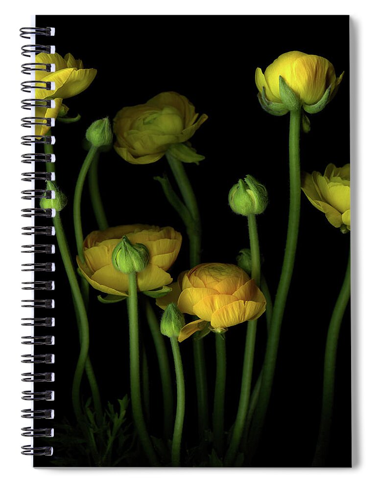 Bud Spiral Notebook featuring the photograph Yellow Ranunculus #2 by Photograph By Magda Indigo