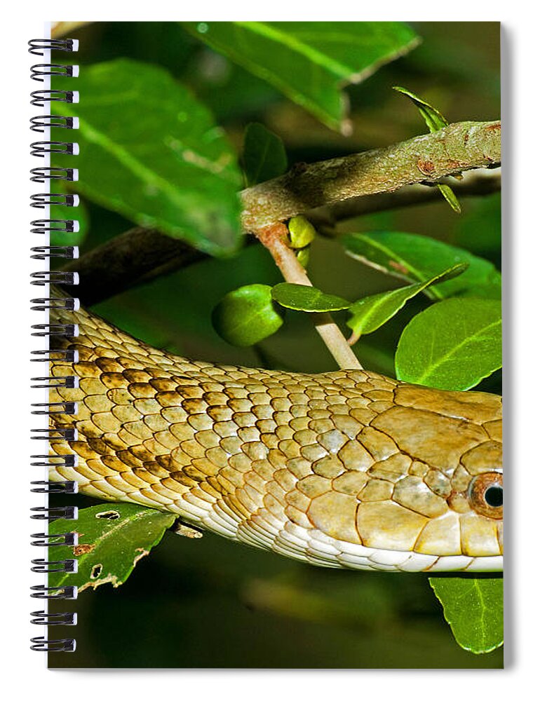 Nature Spiral Notebook featuring the photograph Yellow Rat Snake #2 by Millard H. Sharp