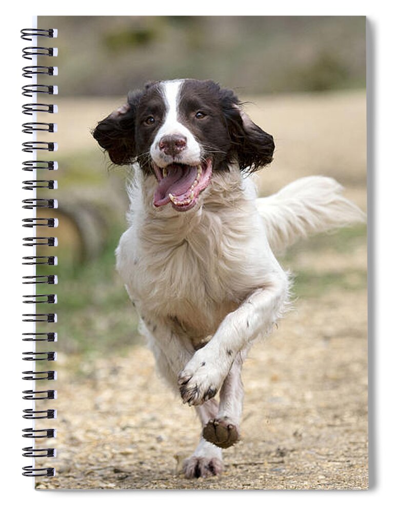 Dog Spiral Notebook featuring the photograph English Springer Spaniel #21 by John Daniels
