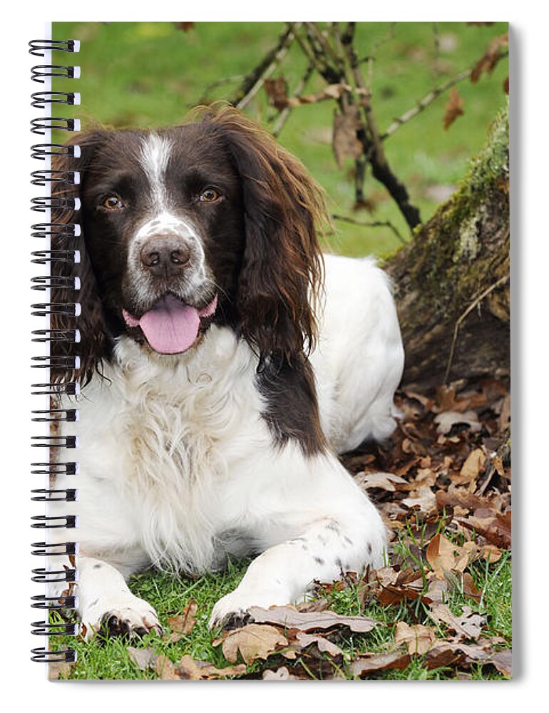 Dog Spiral Notebook featuring the photograph English Springer Spaniel by John Daniels