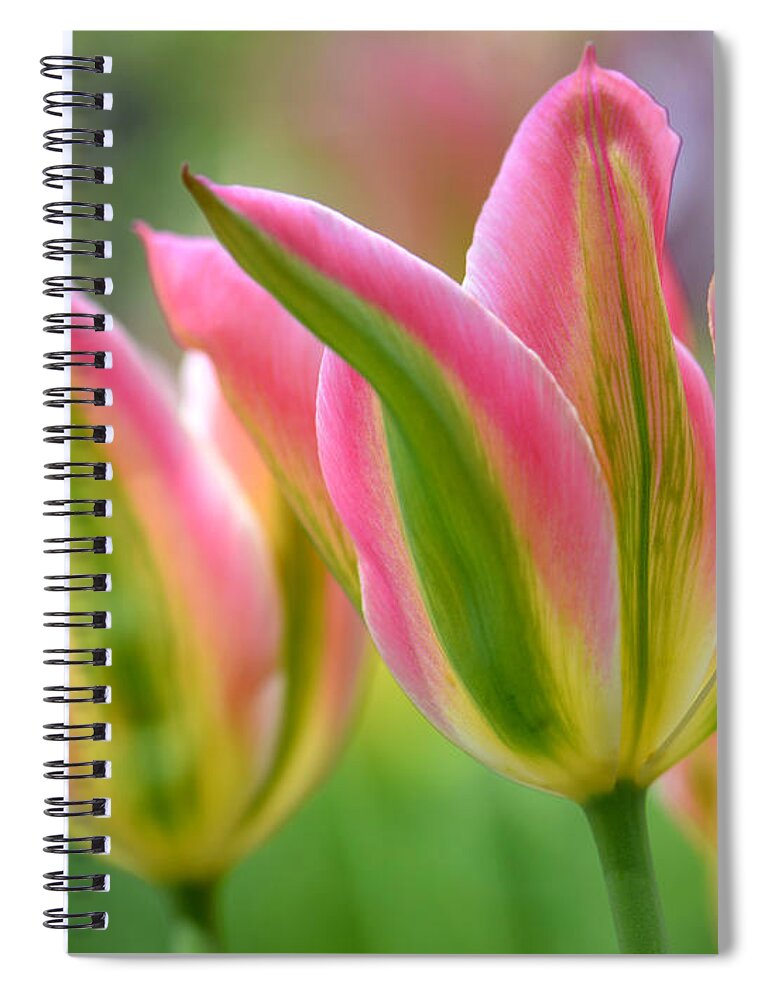 Floral Spiral Notebook featuring the photograph 2.5 Tulip #25 by JoAnn Lense