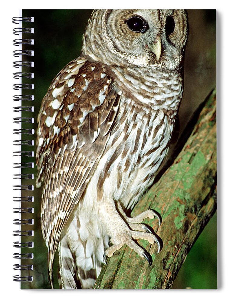 Barred Owl Spiral Notebook featuring the photograph Barred Owl #26 by Millard H. Sharp