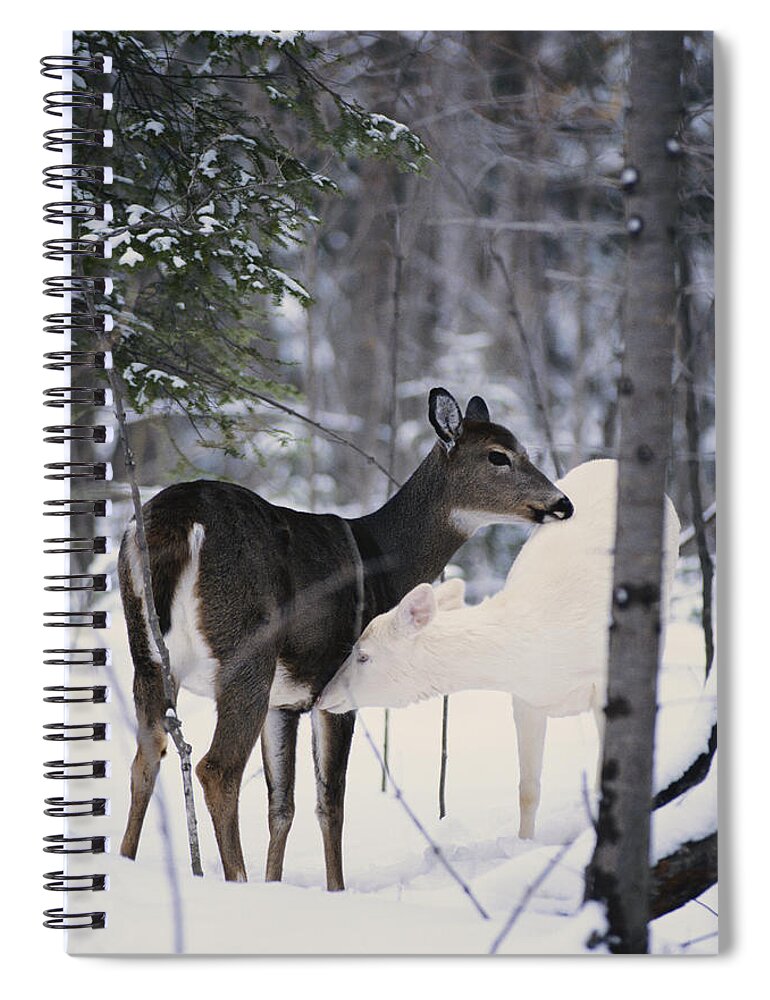 Nature Spiral Notebook featuring the photograph Albino And Normal White-tailed Deer by Thomas & Pat Leeson