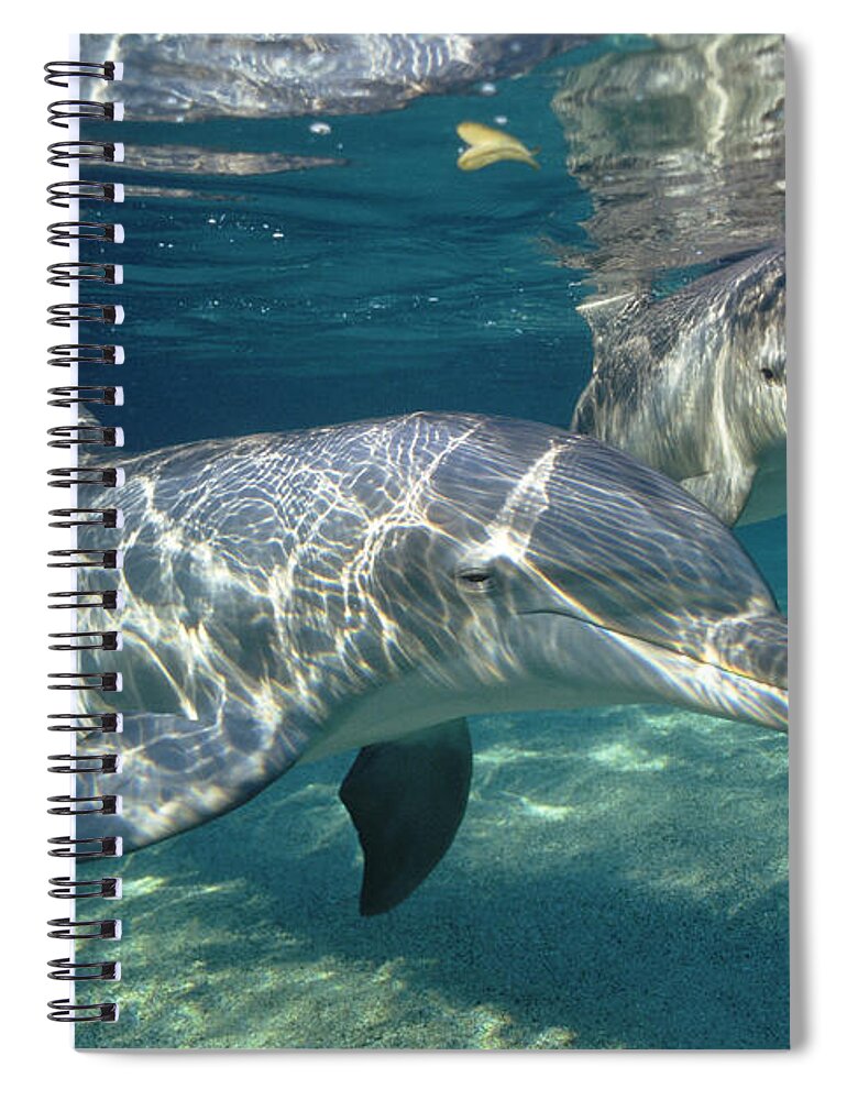 Feb0514 Spiral Notebook featuring the photograph Bottlenose Dolphin Pair Hawaii #3 by Flip Nicklin
