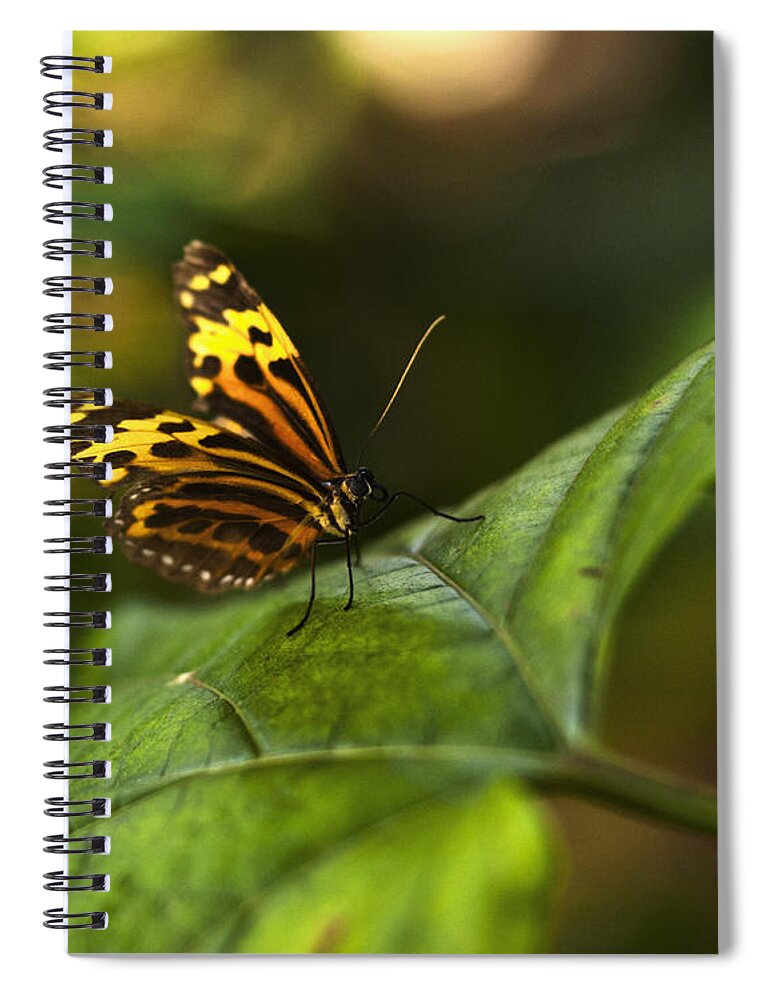 Butterfly Spiral Notebook featuring the photograph Butterfly #4 by Bradley R Youngberg