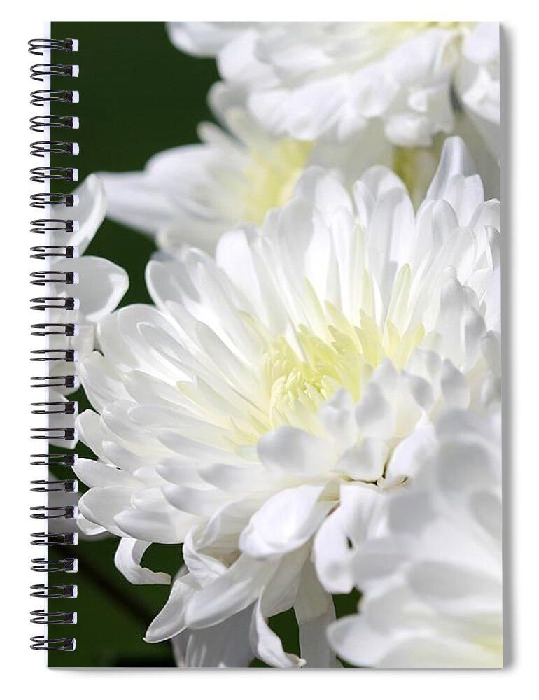 Mccombie Spiral Notebook featuring the photograph Chrysanthemum named White Arctic Queen #3 by J McCombie