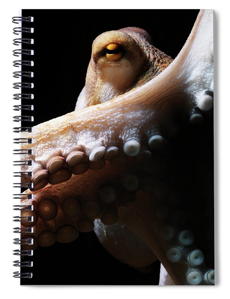 Copenhagen Spiral Notebook featuring the photograph Common Octopus, Octopus Vulgaris #3 by Henrik Sorensen