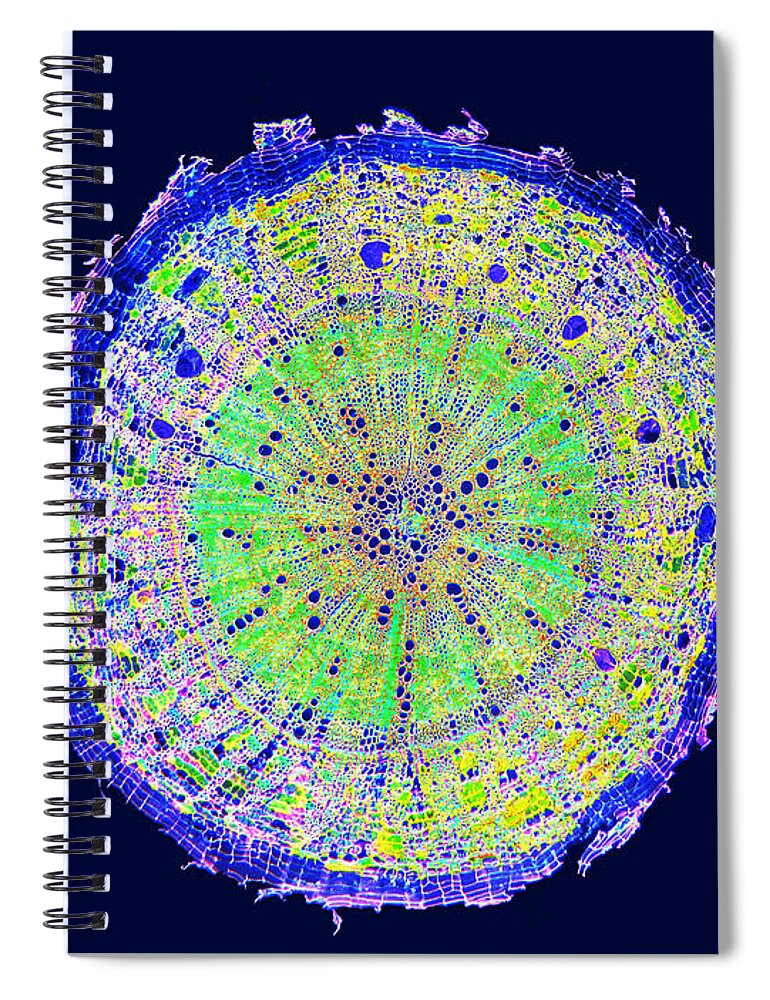 Plant Spiral Notebook featuring the photograph Cotton Root Cross Section Lm #3 by Garry DeLong