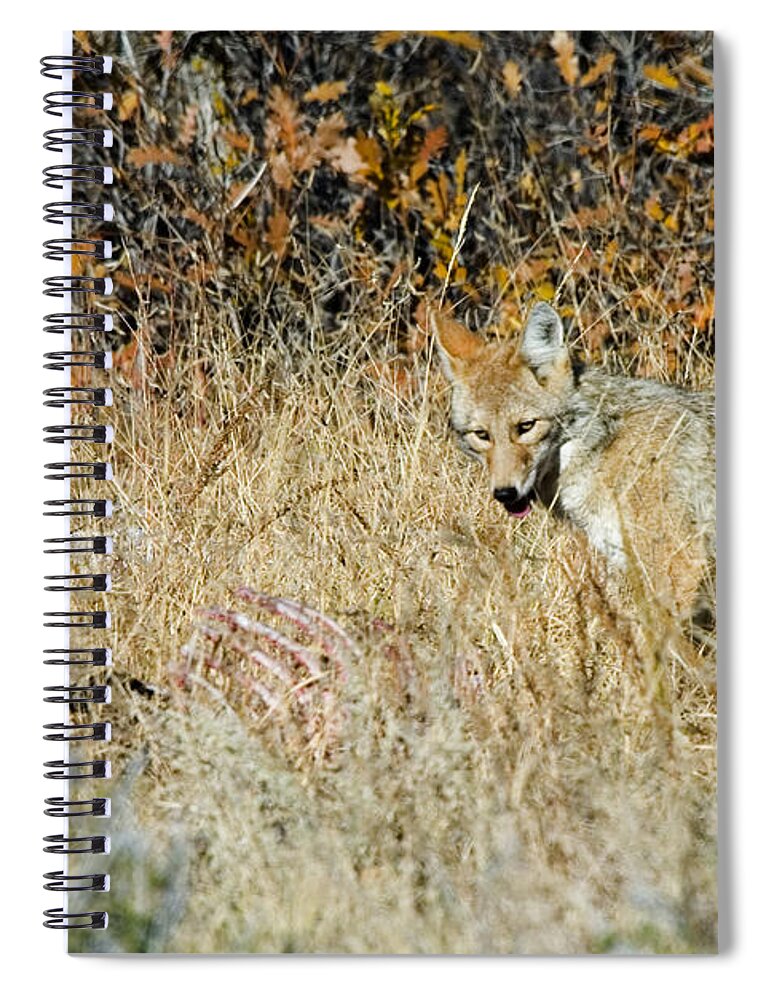 Coyote Spiral Notebook featuring the photograph Coyotes #3 by Steven Krull