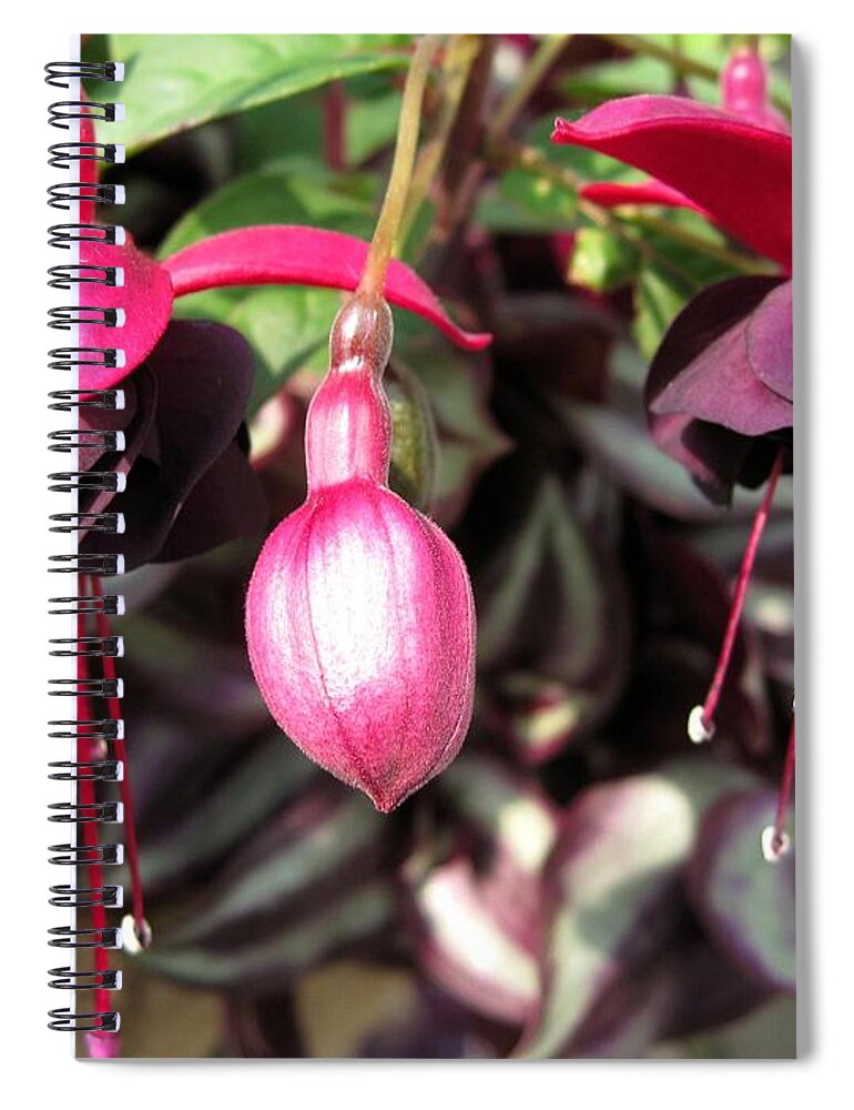 Mccombie Spiral Notebook featuring the photograph Fuchsia named Roesse Blacky #3 by J McCombie