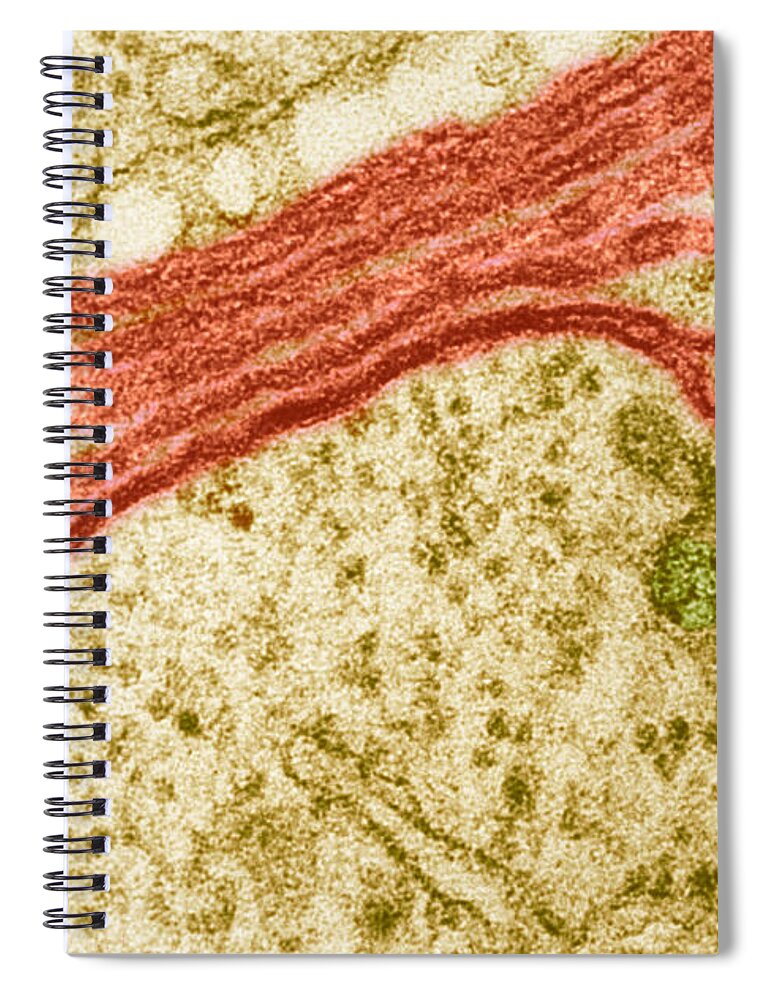 Golgi Apparatus Spiral Notebook featuring the photograph Golgi Apparatus #3 by Biology Pics