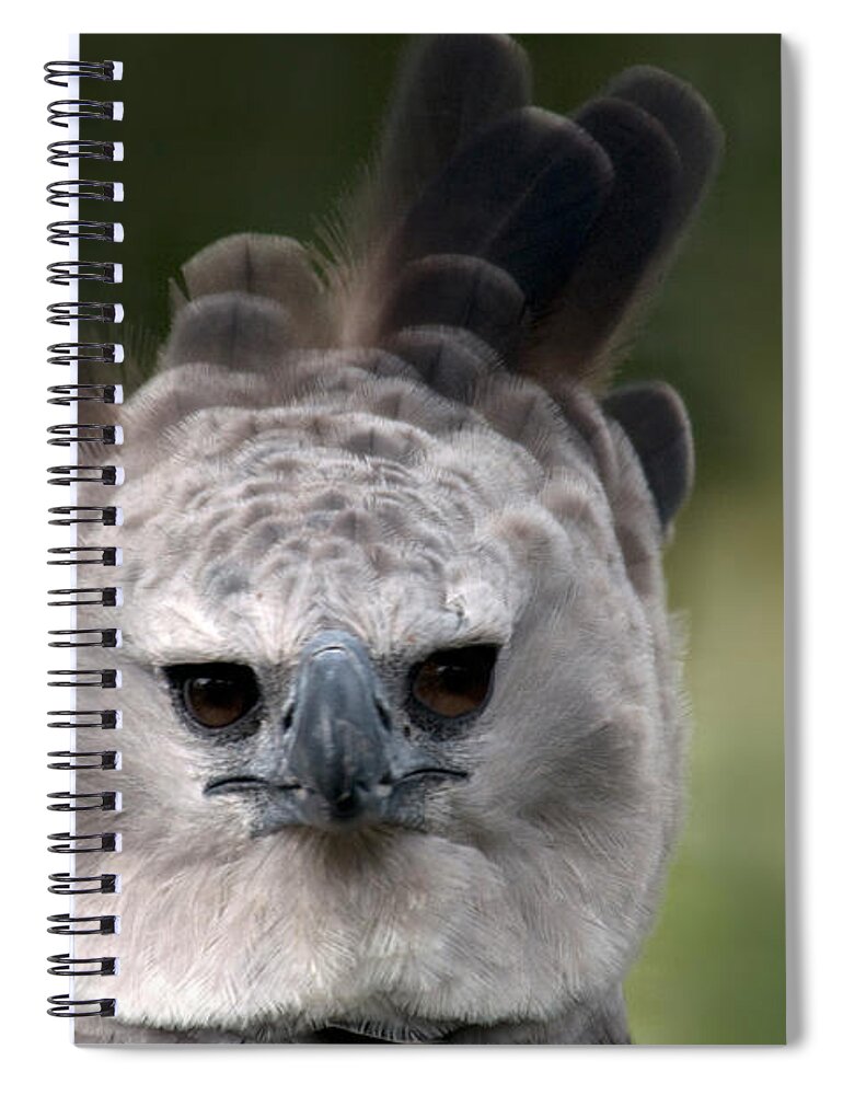 Animal Spiral Notebook featuring the photograph Harpy Eagle Harpia Harpyja #3 by Mark Newman
