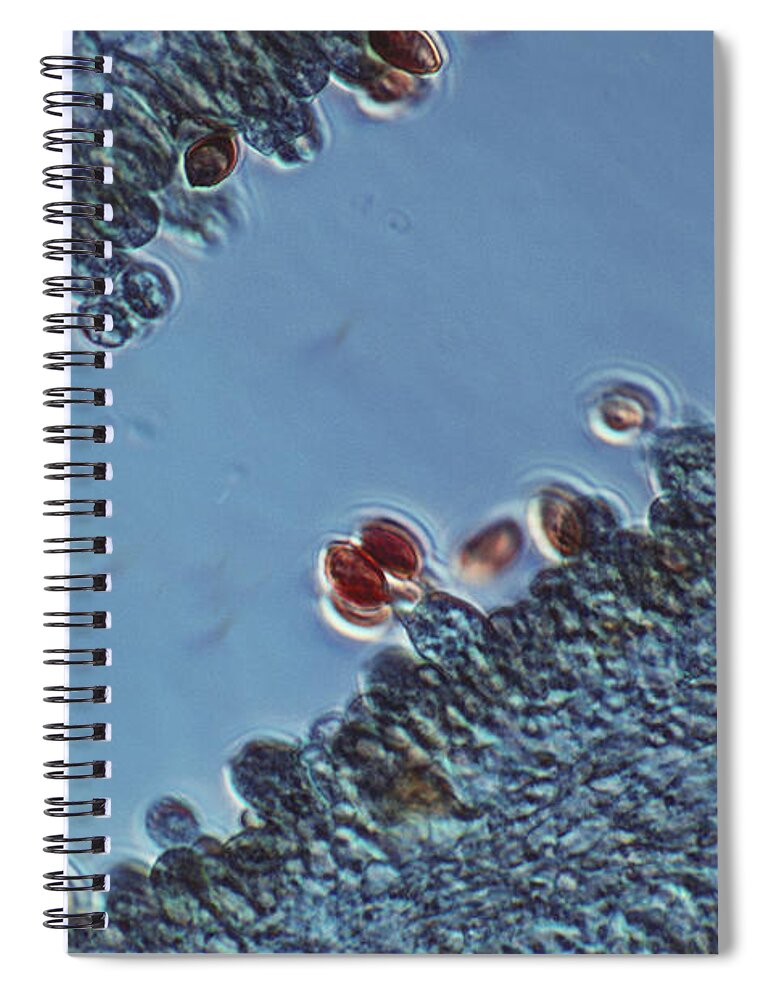 Light Micrograph Spiral Notebook featuring the photograph Ink Cap Mushroom #3 by Biology Pics