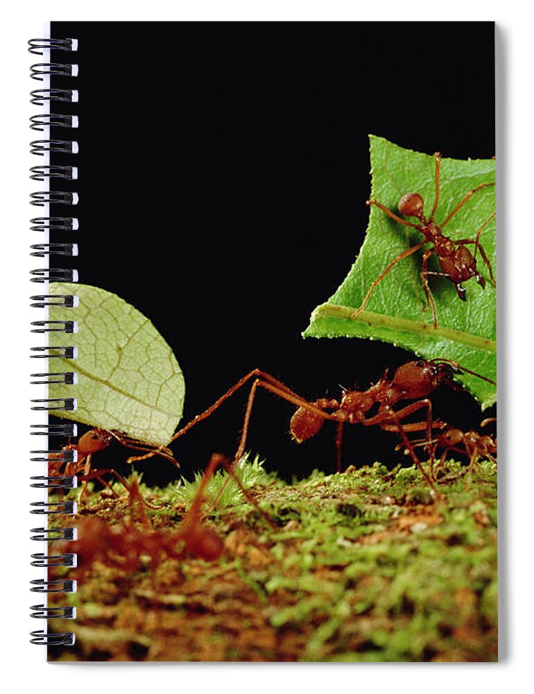 Feb0514 Spiral Notebook featuring the photograph Leafcutter Ants Carrying Leaves French #3 by Mark Moffett