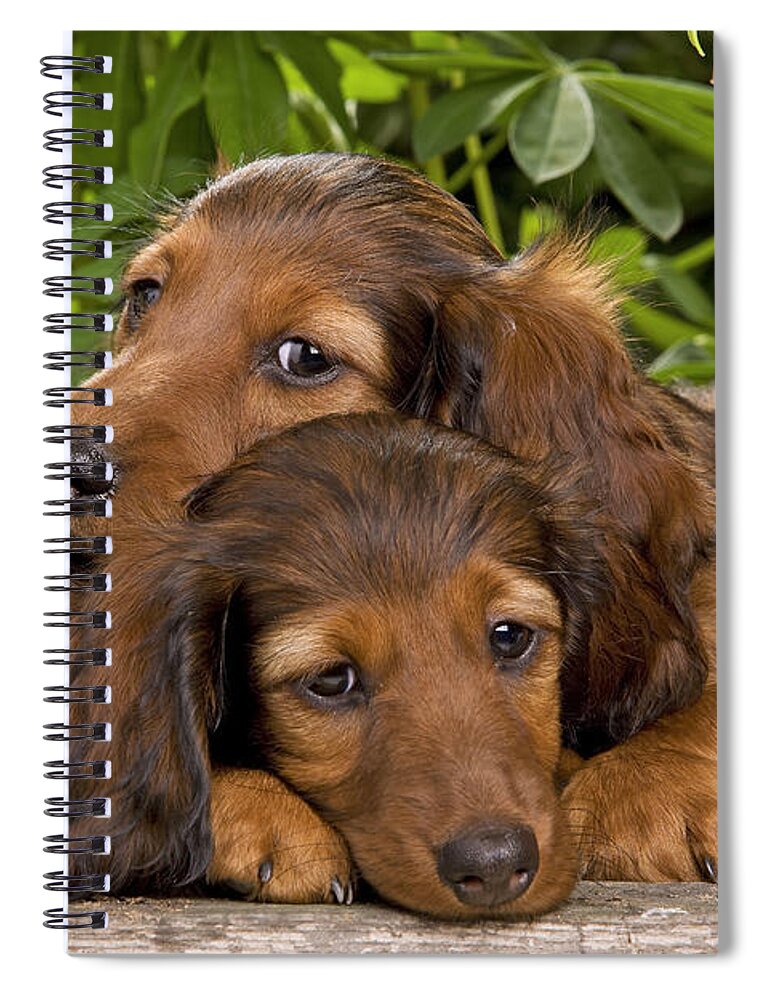 Dachshund Spiral Notebook featuring the photograph Long-haired Dachshunds by Jean-Michel Labat