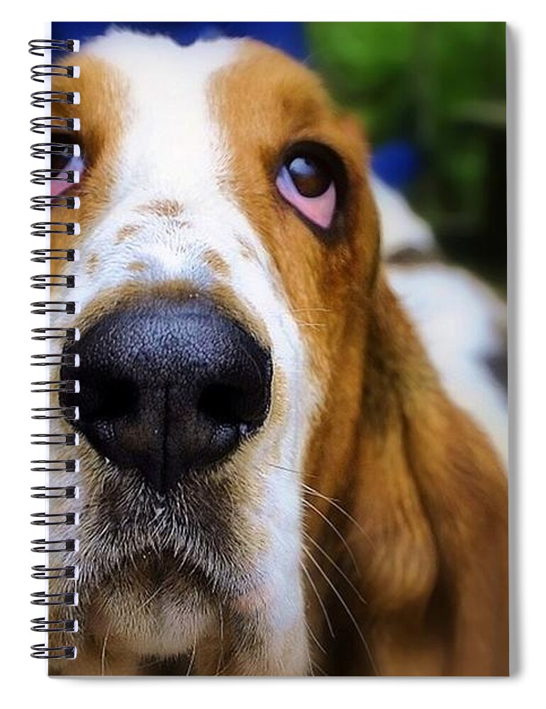 Dog Spiral Notebook featuring the photograph Basset Hound Mr. Moose by Marysue Ryan