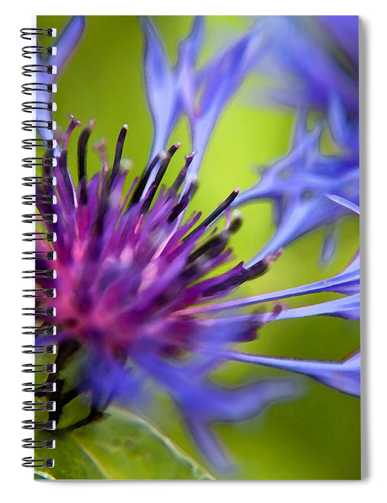 Flower Spiral Notebook featuring the photograph Mountain Coneflower #3 by Theresa Tahara