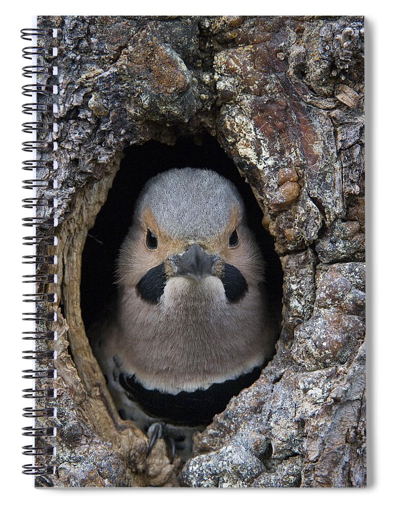 Michael Quinton Spiral Notebook featuring the photograph Northern Flicker In Nest Cavity Alaska by Michael Quinton