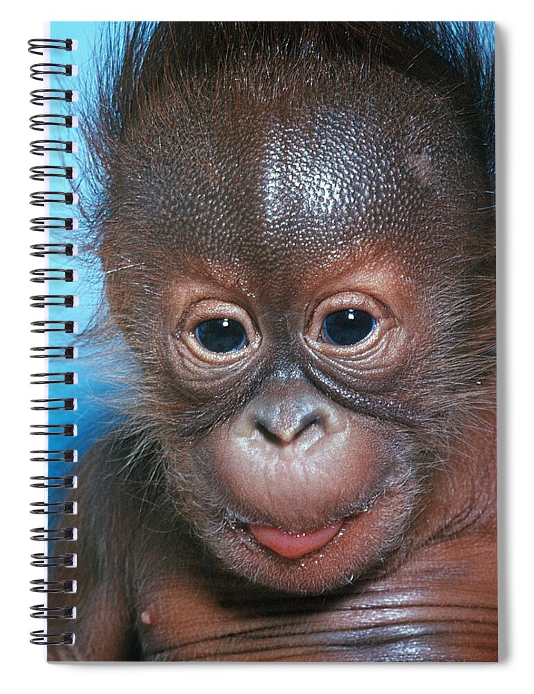 Animal Spiral Notebook featuring the photograph Orangutan Pongo Pygmaeus Baby #3 by Toni Angermayer