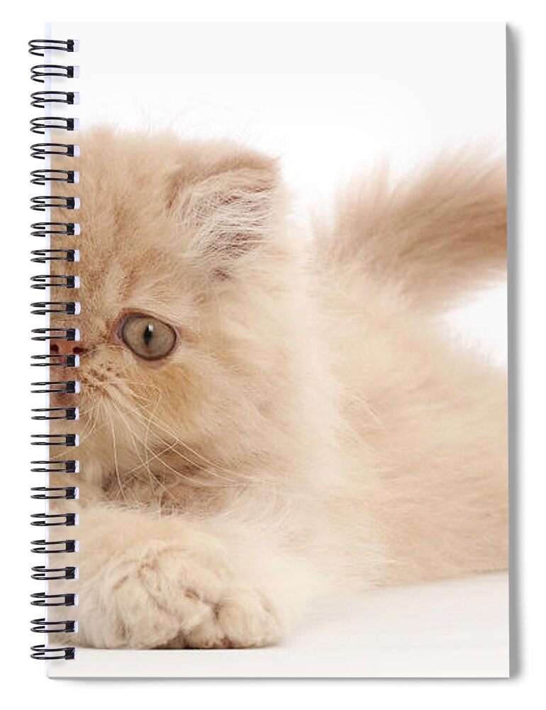 Animals Spiral Notebook featuring the photograph Persian Kitten #3 by Mark Taylor
