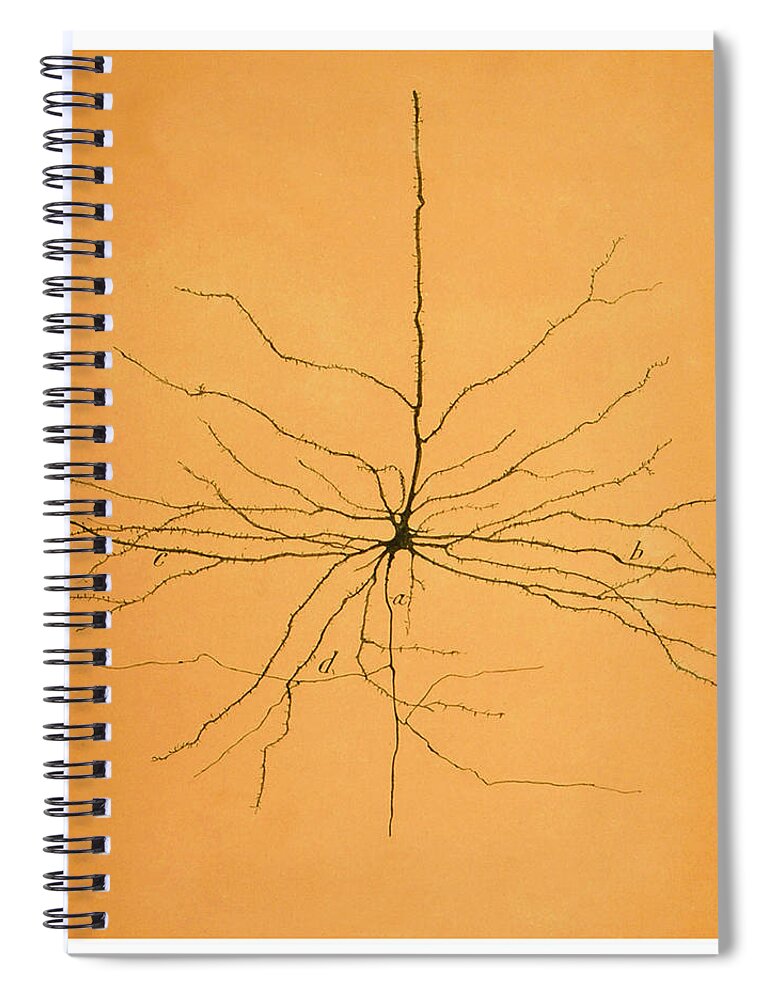Pyramidal Cell Spiral Notebook featuring the photograph Pyramidal Cell In Cerebral Cortex, Cajal #4 by Science Source