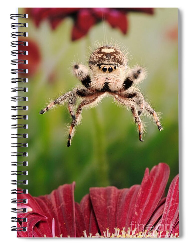 Regius Spiral Notebook featuring the photograph Regal Jumping Spider Jumping #5 by Scott Linstead
