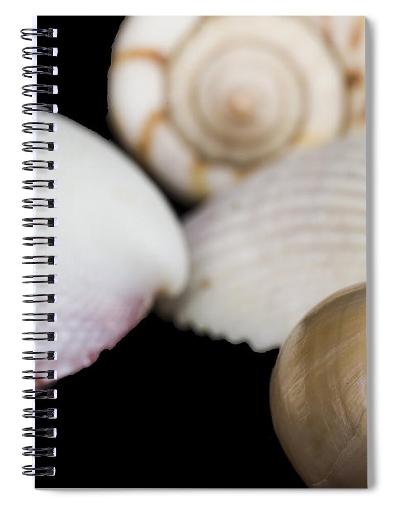 Marine Spiral Notebook featuring the photograph Seashells #3 by Paulo Goncalves