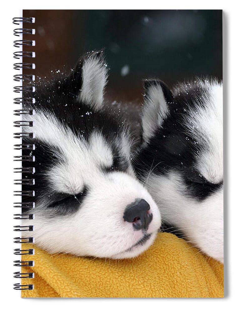 Dogs Spiral Notebook featuring the photograph Siberian Husky Puppies #3 by Rolf Kopfle