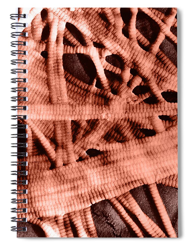 Science Spiral Notebook featuring the photograph Subcutaneous Connective Tissue, Sem #3 by Omikron