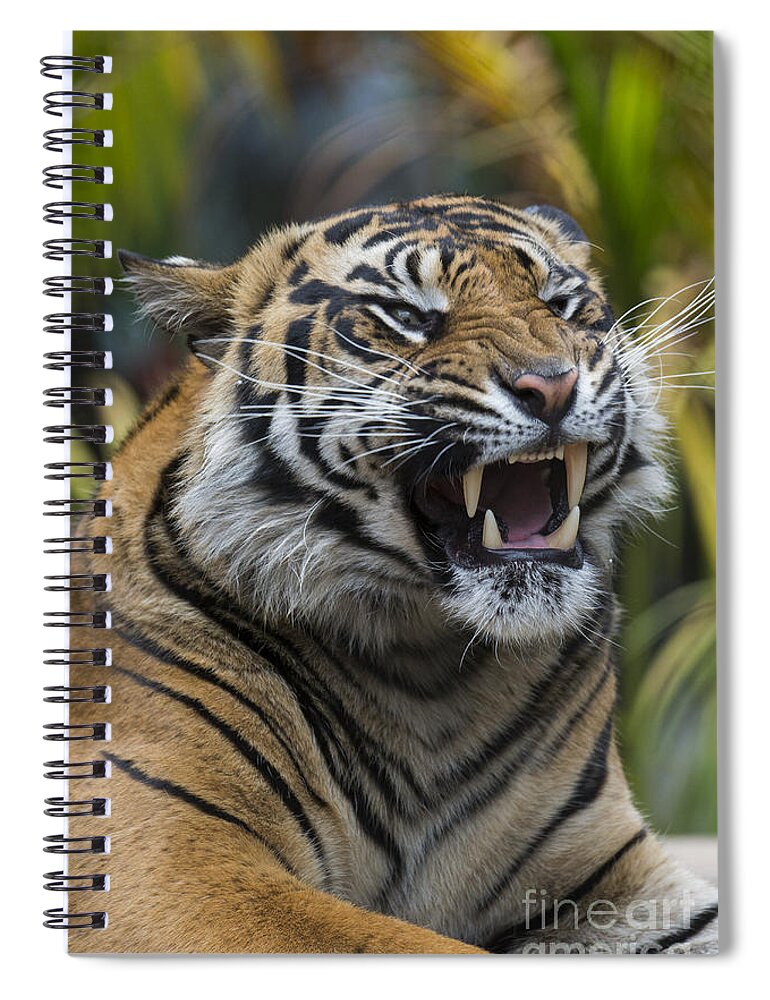 San Diego Zoo Spiral Notebook featuring the photograph Sumatran Tiger by San Diego Zoo