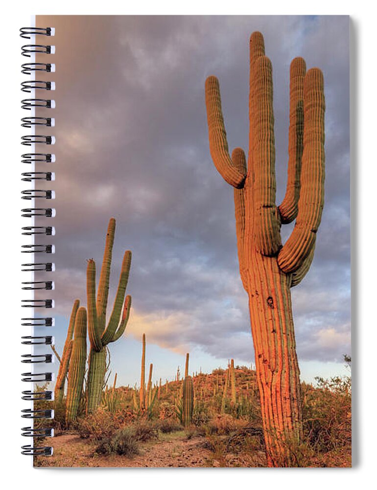 Saguaro Cactus Spiral Notebook featuring the photograph Usa, Arizona, Tucson, Saguaro National #3 by Michele Falzone